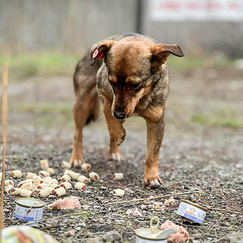 VS-Photograph_20240117_DRI_Ukraine_UnitedforAnimals_004 copy